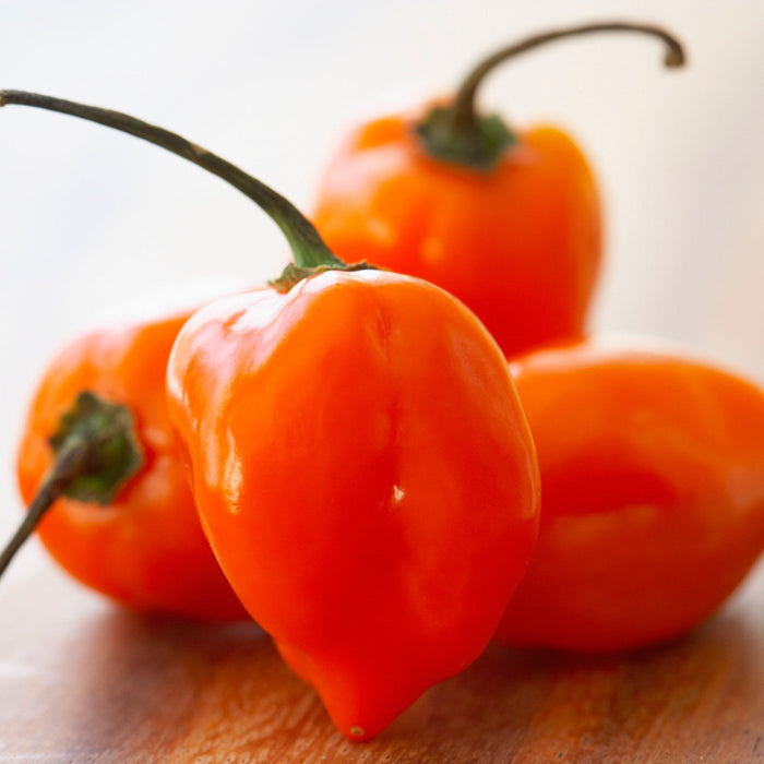 Amoretti Natural Habanero Hot Pepper Extract O.S.